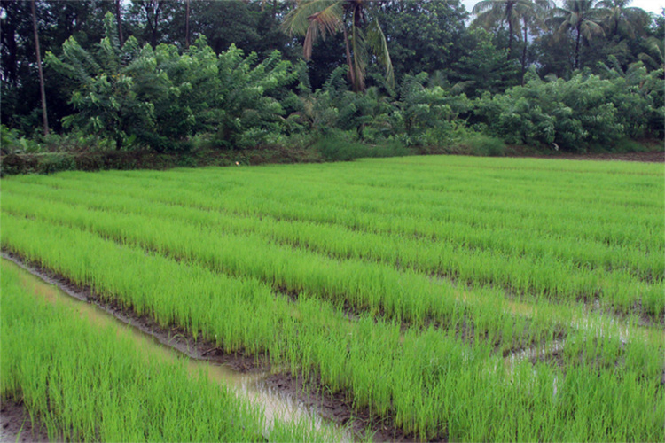 土壤常規(guī)項(xiàng)目檢測(cè)