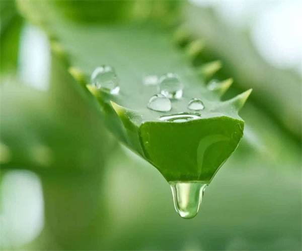 蘆薈汁一般檢測哪些項目 蘆薈汁微生物檢測