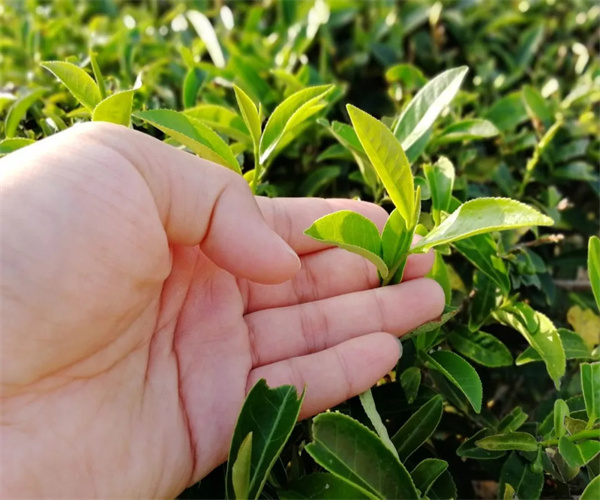黃金桂化學成分檢測 黃金桂農藥殘留檢測