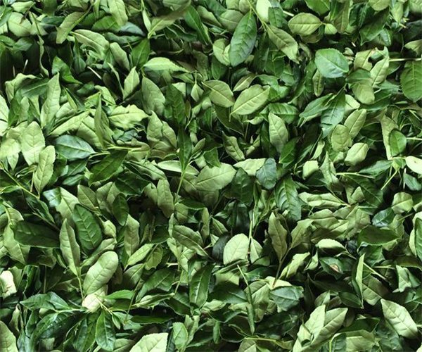 曬青綠茶營養(yǎng)成分檢測 曬青綠茶浸出物檢測