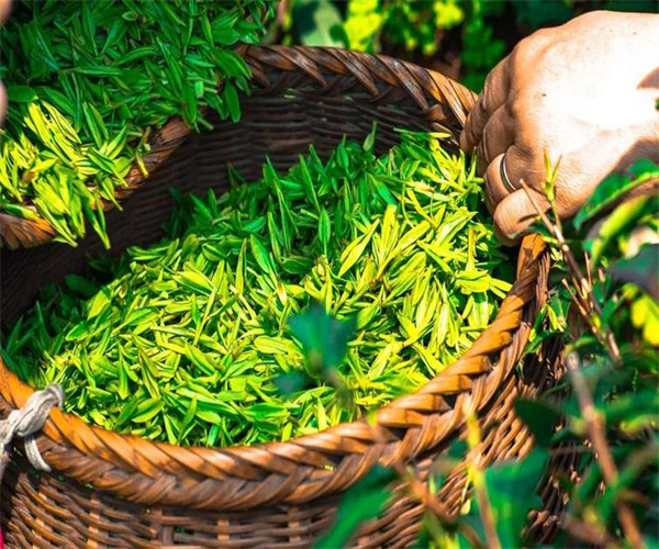 茶葉營養成分檢測 綠茶水浸出物檢測