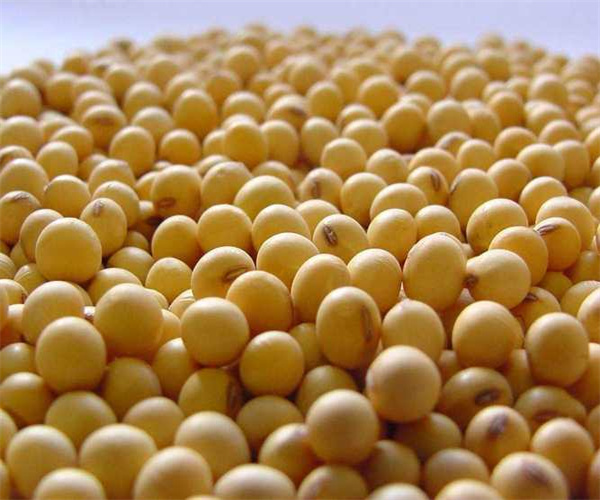 大豆重金屬檢測 大豆脂肪含量檢測