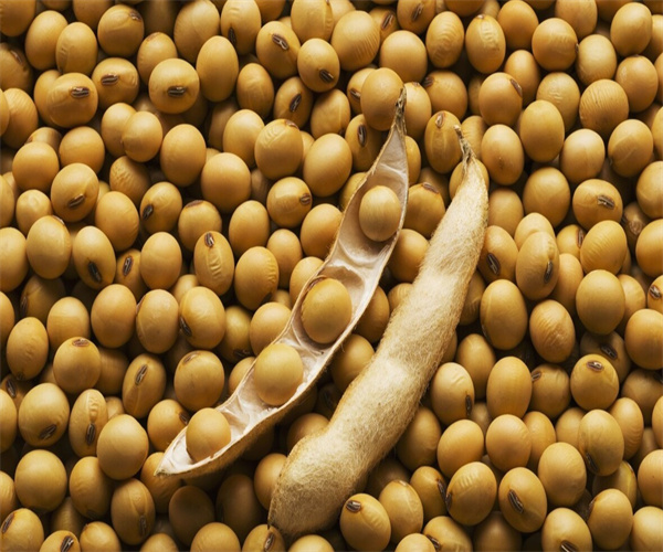 大豆重金屬檢測 大豆脂肪含量檢測