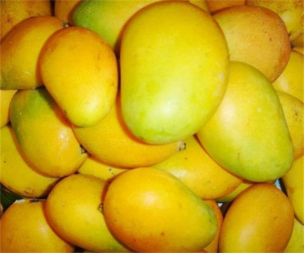 芒果農(nóng)藥殘留檢測 芒果維生素C檢測