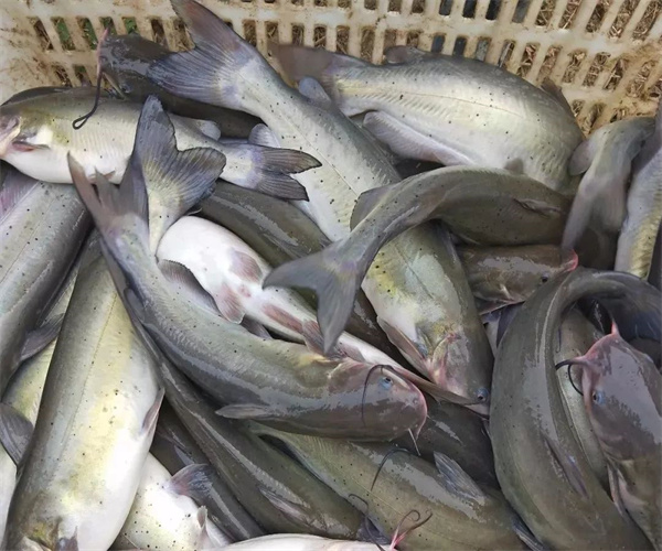 養殖魚類抗生素檢測 草魚土霉素檢測
