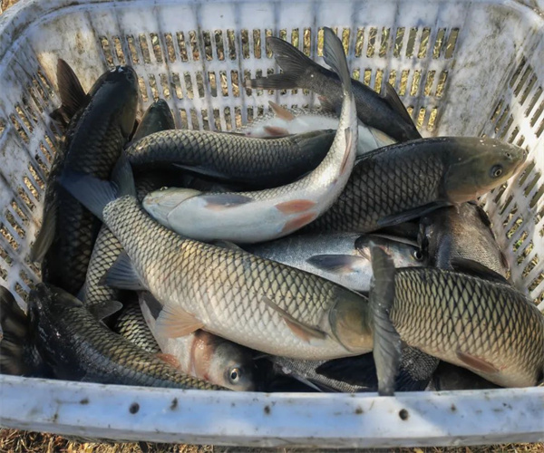 養(yǎng)殖魚類抗生素檢測 草魚土霉素檢測
