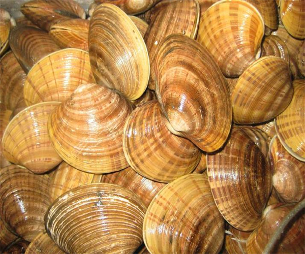貝類海鮮藥物殘留檢測 貝類海鮮霉菌檢測