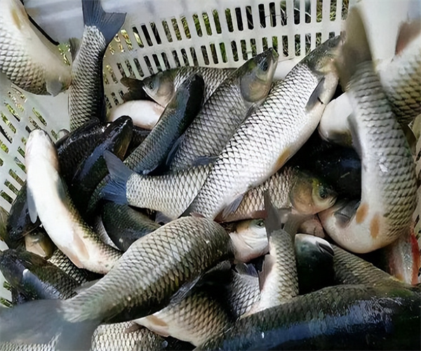 草魚獸藥殘留檢測 草魚營養成分檢測單位