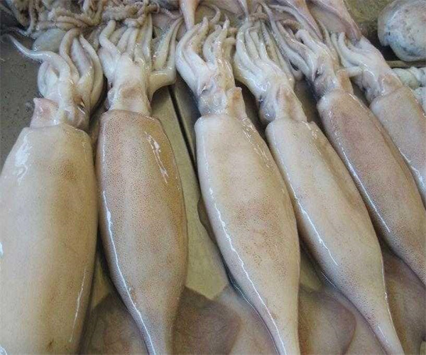 魷魚化學成分檢測 魷魚維生素含量檢測