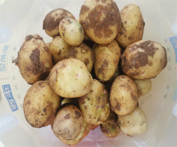 土豆營養成分檢測 土豆水分含量檢測