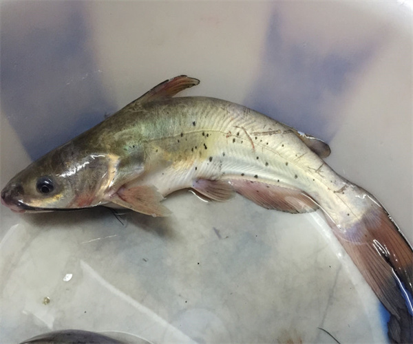 淡水魚氯霉素檢測 淡水魚獸藥殘留檢測