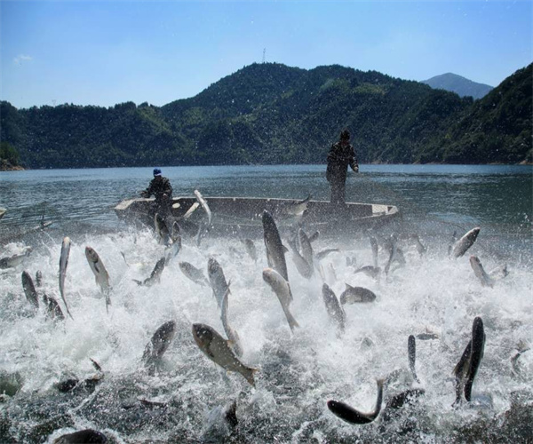 漁業(yè)水質(zhì)八大重金屬檢測(cè) 漁業(yè)水質(zhì)氨氮含量檢測(cè)