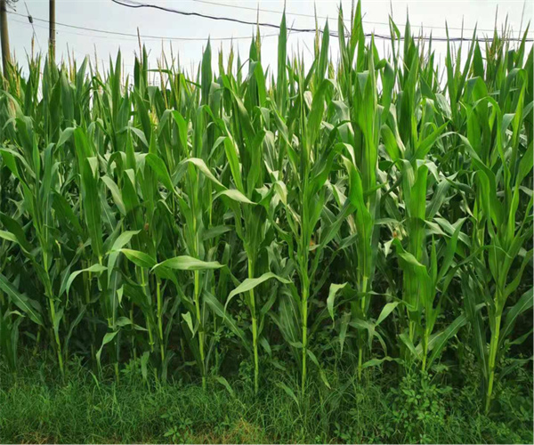 農(nóng)田土壤容重檢測 農(nóng)田土壤微生物指標檢測