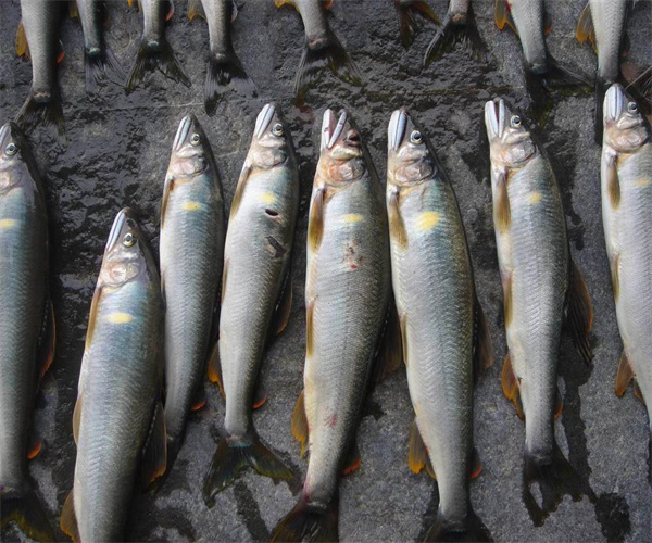 淡水魚蛋白質含量檢測 淡水魚氯霉素檢測