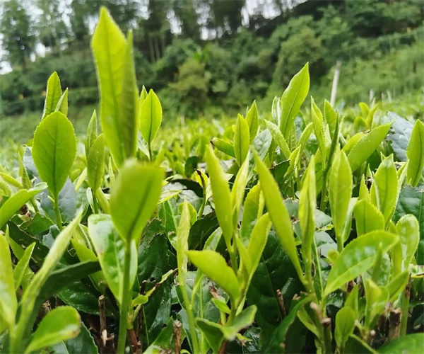 茶葉微生物指標檢測 茶葉含水量檢測