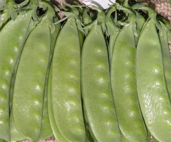 豆類蔬菜檢測多少錢 豆類蔬菜重金屬污染檢測