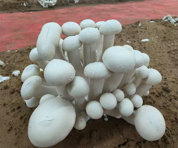 食用菌檢測多少錢 食用菌微生物檢測單位