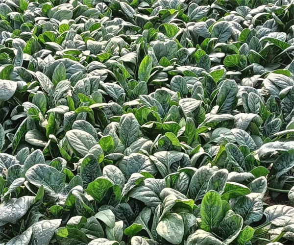 菠菜檢測(cè)多少錢 菠菜重金屬污染檢測(cè)