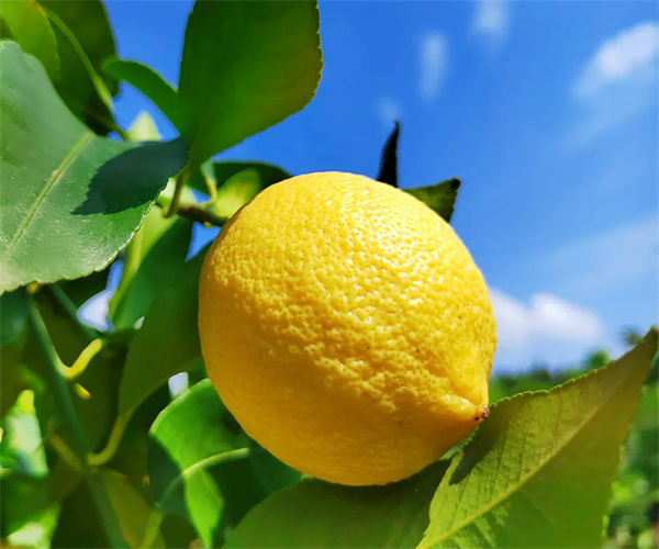 檸檬重金屬污染檢測 檸檬微生物限量檢測中心