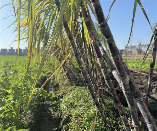 核桃重金屬污染檢測 核桃微生物檢測機構