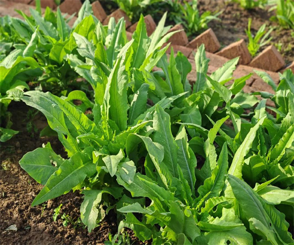 油麥菜重金屬含量檢測(cè) 油麥菜營(yíng)養(yǎng)成分分析單位