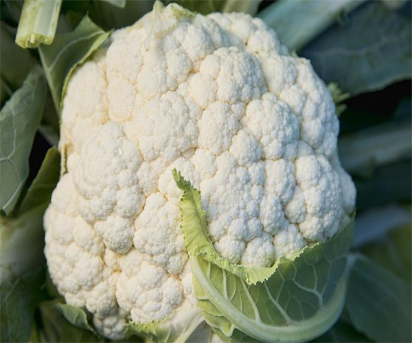 花椰菜重金屬檢測 花椰菜微生物指標檢測實驗室