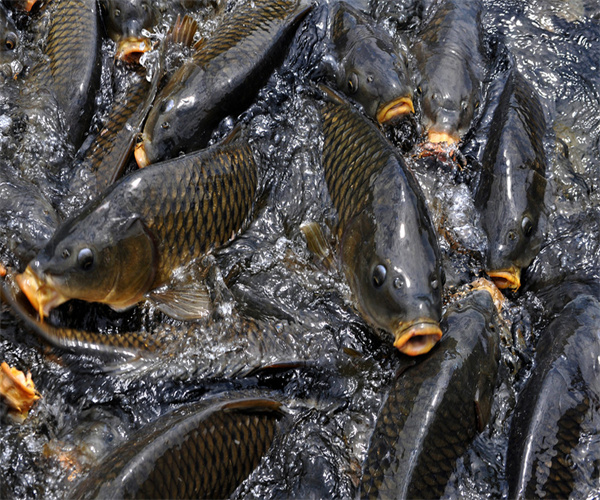 鯉魚氯霉素檢測 鯉魚重金屬污染檢測多少錢