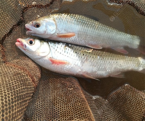 鯪魚孔雀石綠檢測 鯪魚抗生素檢測多少錢