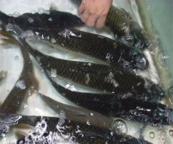 青魚孔雀石綠檢測 青魚重金屬檢測多少錢