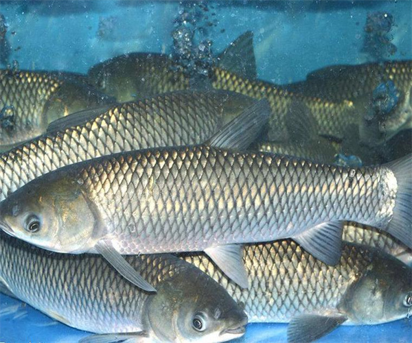淡水魚重金屬檢測 淡水魚農藥殘留檢測多少錢