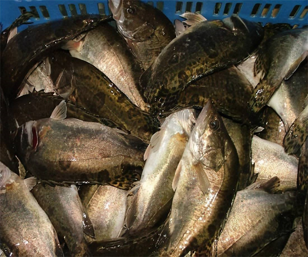 鱖魚氯霉素檢測 鱖魚獸藥殘留檢測單位