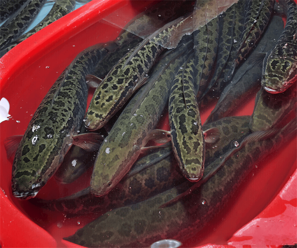 黑魚氯霉素含量檢測 黑魚獸藥殘留檢測多少錢