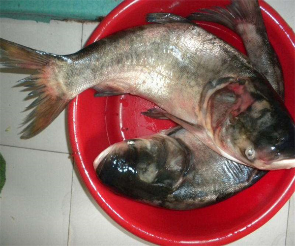 鰱魚獸藥殘留檢測 鰱魚氯霉素檢測多少錢