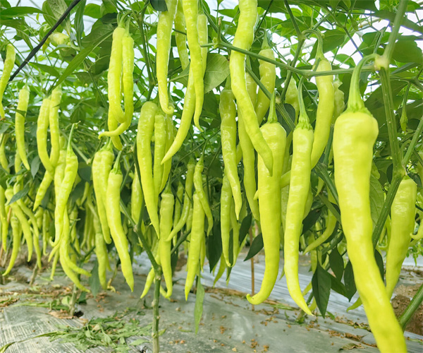 辣椒灰分含量檢測(cè) 辣椒酸度檢測(cè)多少錢