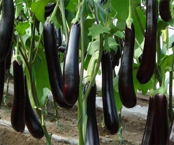 茄子重金屬限量檢測(cè) 茄子真菌毒素檢測(cè)中心