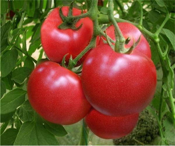 西紅柿重金屬檢測(cè) 西紅柿真菌毒素檢測(cè)機(jī)構(gòu)