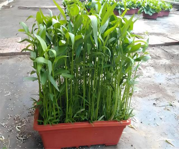 空心菜重金屬檢測(cè) 空心菜微量元素檢測(cè)多少錢