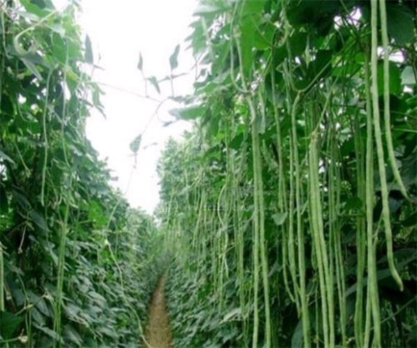 長(zhǎng)豆角重金屬污染檢測(cè) 長(zhǎng)豆角微量元素分析
