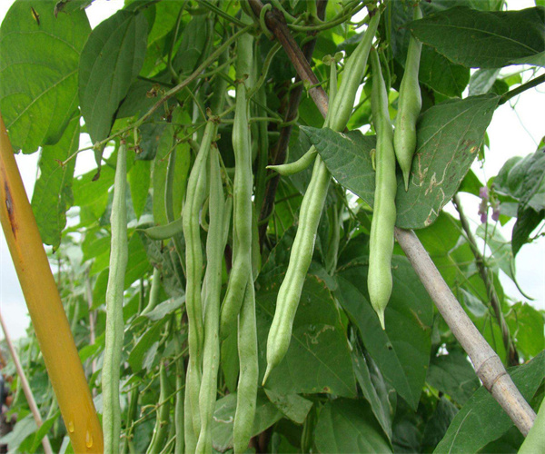 四季豆重金屬含量檢測(cè) 四季豆微量元素分析單位