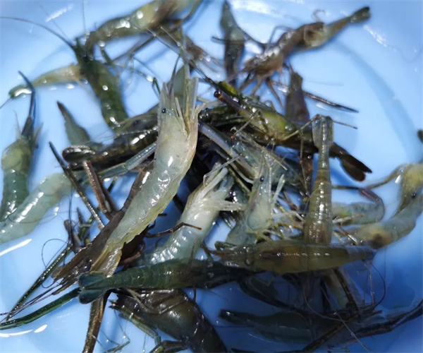 河蝦孔雀石綠檢測 河蝦磺胺類檢測多少錢