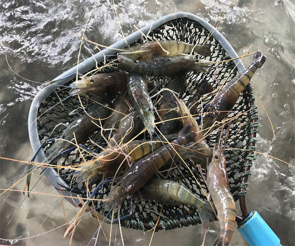 淡水蝦孔雀石綠檢測 淡水蝦磺胺類檢測單位
