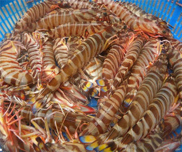 九節蝦重金屬檢測 九節蝦微生物限量檢驗中心