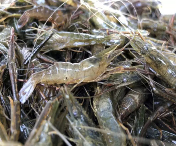 青蝦磺胺類檢測 青蝦抗生素總量檢測中心
