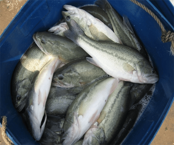 鱸魚重金屬污染檢測 鱸魚氯霉素檢測單位