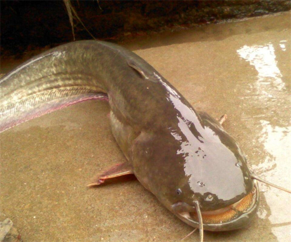鯰魚菌落總數檢測 鯰魚致病菌檢測中心