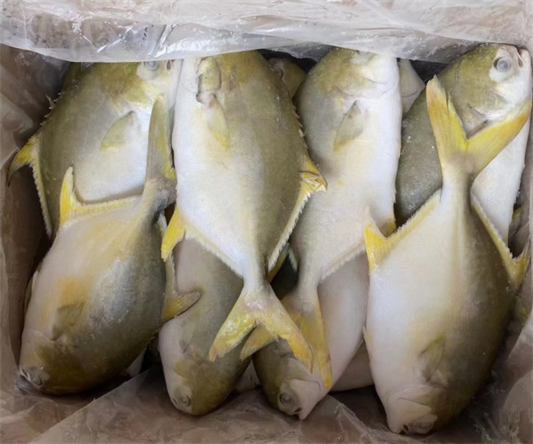 鯧魚氯霉素檢測 鯧魚磺胺類檢測多少錢