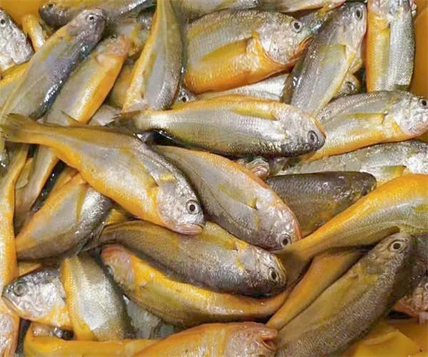 小黃魚氯霉素檢測 小黃魚重金屬檢測去哪里做