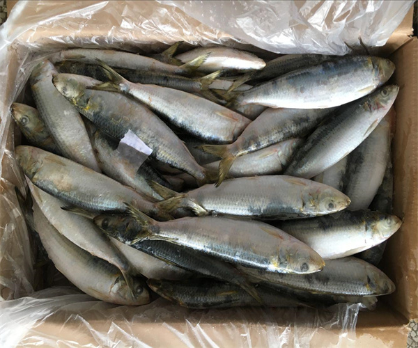 沙丁魚菌落總數檢測 沙丁魚寄生蟲檢測多少錢
