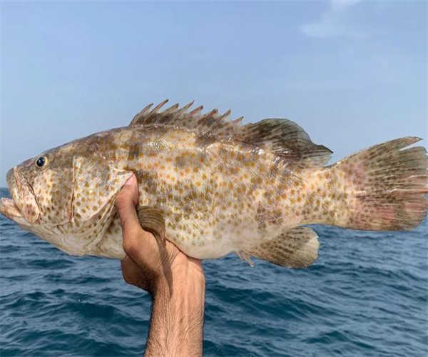 石斑魚重金屬污染檢測 石斑魚營養成分檢測中心