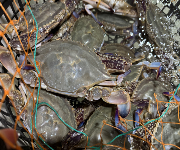 梭子蟹揮發性鹽基氮檢測 梭子蟹重金屬檢測中心